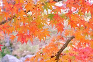 マナベル倶楽部　登山ツアー